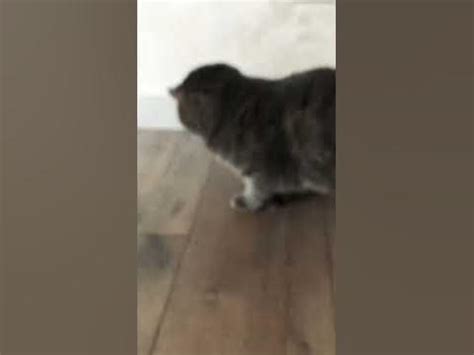Зробив іграшку для Мілки із її шерсті😊🐈‍⬛💜 - YouTube