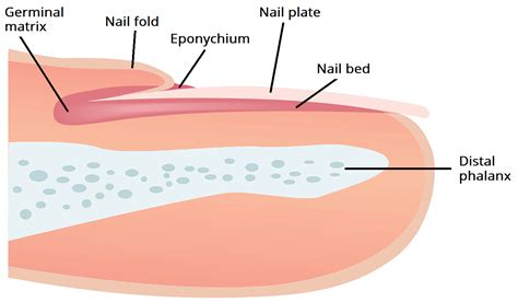 Parts Of Nail Diagram Structure And Anatomy Of Human Nail. S