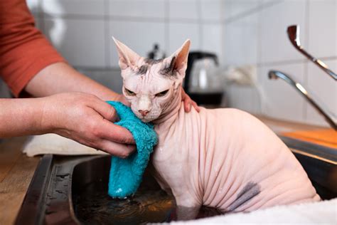 Hairless Cat Stock Photo - Download Image Now - Sphynx Hairless Cat, Care, Washing - iStock