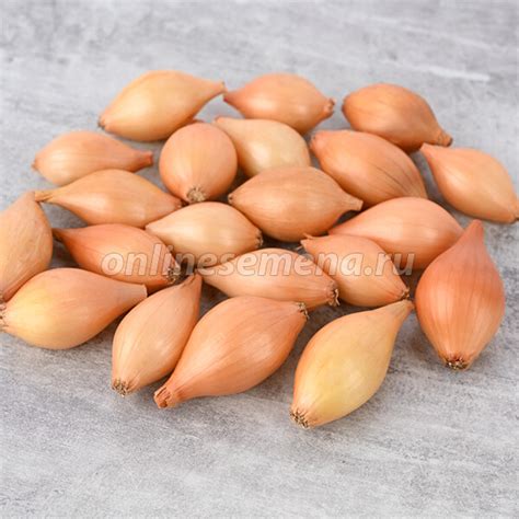 Лук-севок Стурон (уп-1кг) из каталога Картофель, лук, чеснок, грибы ...