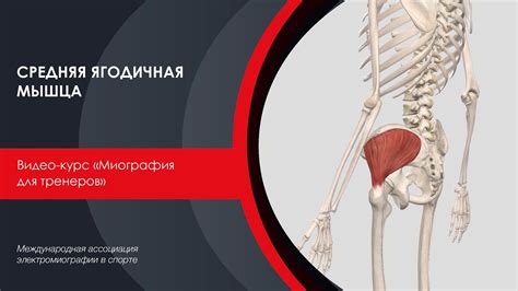 Средняя ягодичная мышца - YouTube