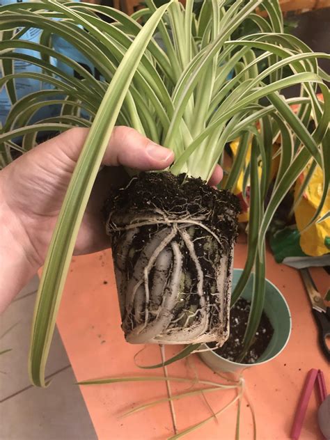 Might be time for a repot : r/spiderplants
