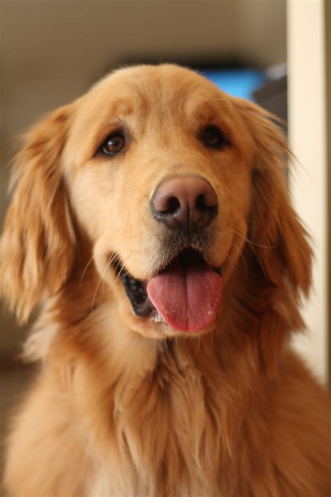 Golden Retriever Are The Best