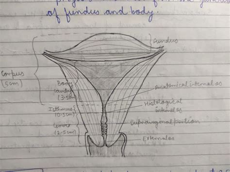 Internal Genital Organs (vagina, uterus, oviducts and ovary) - Vaidyaनमः