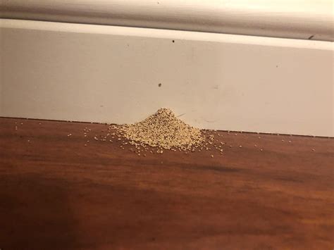 Do I have termites? I noticed this on my floor a few weeks ago. : r