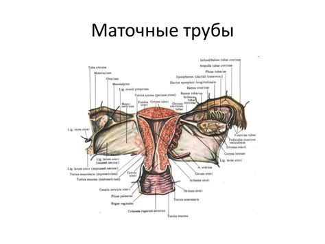 Физиология женских половых органов - презентация онлайн