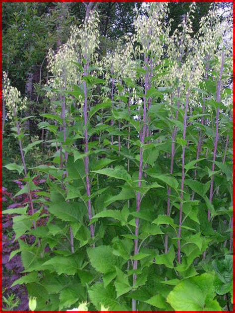 My rented garden: Parasenecio hastatus (Cacalia hastata ),Spjutkakalia