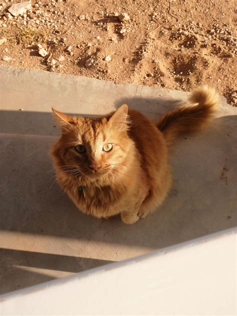 Rate my neighbor's cat, she visits every now and then : r/LispyBoi