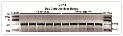 CRISPR/Cas9 Plasmid Construction | Hanbio