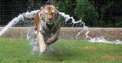 Hattiesburg Zoo says goodbye to beloved Siberian tiger
