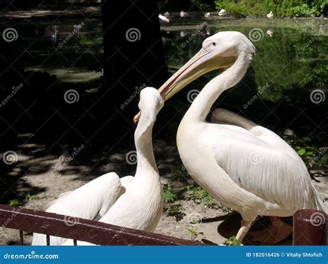 Great White Pelican in a Conservation. White Pelican at Zoo. Pelican in Vegetation Stock Photo ...