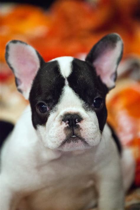 Funny french bulldog puppy stock image. Image of adorable - 130476111
