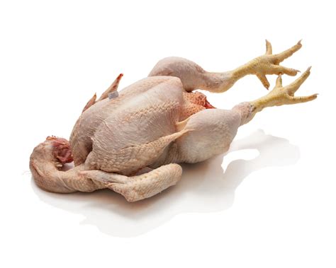 pollo dal piemonte vendita polli costamagna europoll srl