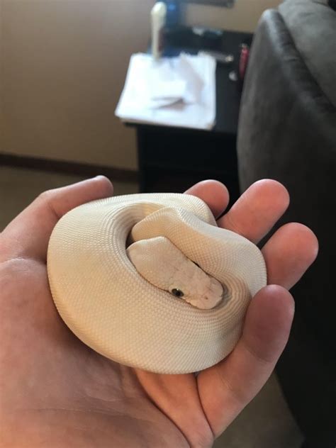 Snakes Can Be Friends | Animals