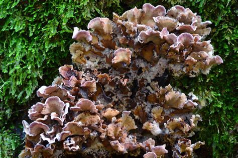 Chondrostereum Mushroom Species | The Santa Cruz Mycoflora Project