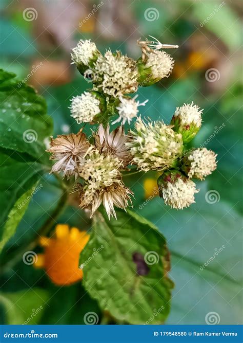 Pluchea Indica Flower Image India Day Daylight Field Leaf Stock Photo