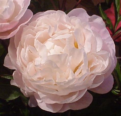 Paeonia 'Gardenia' | 花, 牡丹 花, フラワー