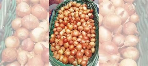 Лук севок (и многосемейный на перо) купить в Костроме | Товары для дома ...