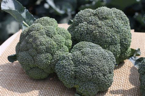Lieutenant Broccoli (Not Treated) | Seedway