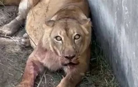 O Que Aconteceu Com A Leoa - Homem invade jaula de leões e é morto por leoa em zoológico: víde