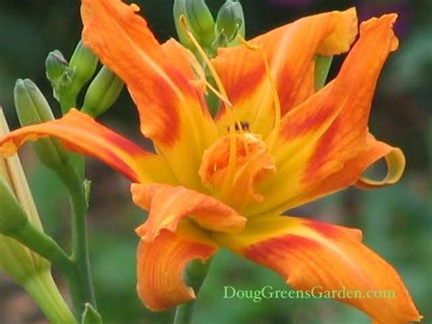 Stunning Variegated Daylily - Hemerocallis fulva 'Kwanso Variegata'