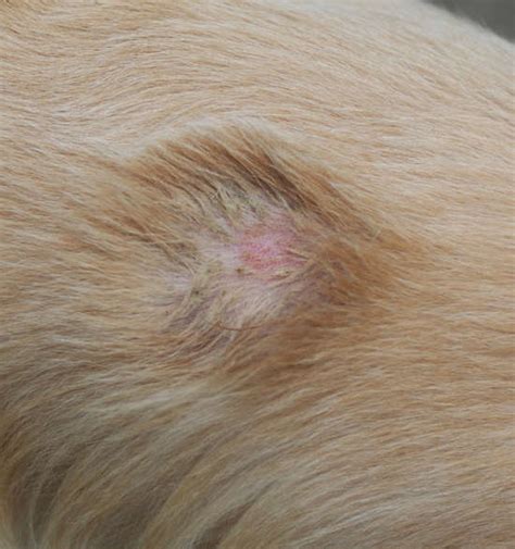Dog Bacterial Skin Infections [With Pictures & Vet Advice]