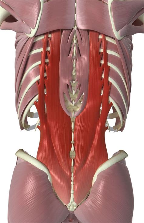 Antamony Of Your Back - Back anatomy, artwork - Stock Image - F006/0039 ...