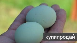 Племенные куры Ухейилюй в Серпухове