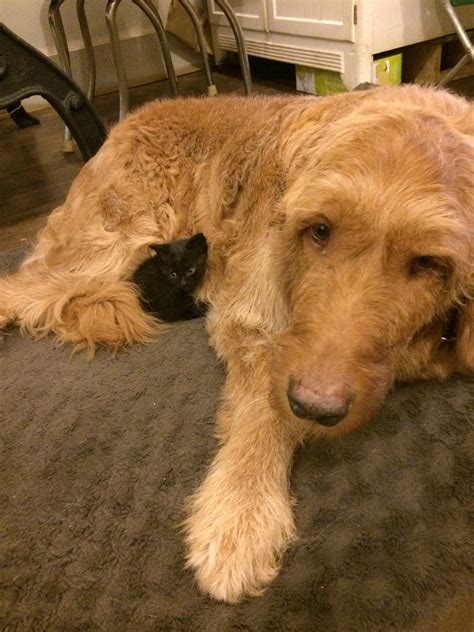The Downtown Animal... - The Downtown Animal Hospital