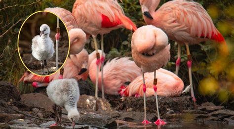 Park Welcomes Baby Flamingo - Manx.News