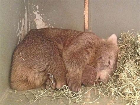 Clinically depressed Wombat - Mirror Online