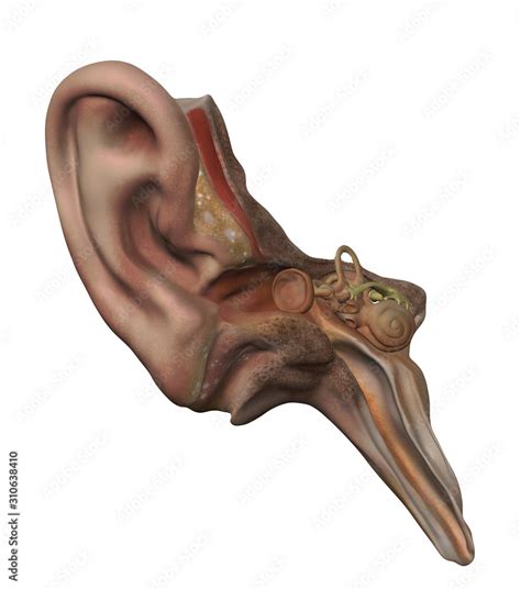 Auditory system ear human anatomy corss section side view 3d render ...