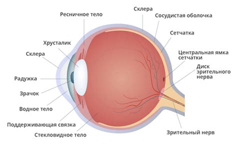 Клиника Здоровье - Сетчатка глаза: заболевания и их лечение