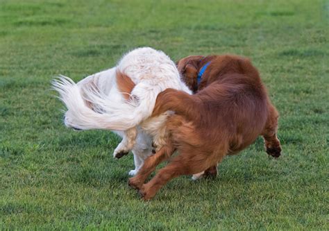 Dogs at Play – ROB & DOG