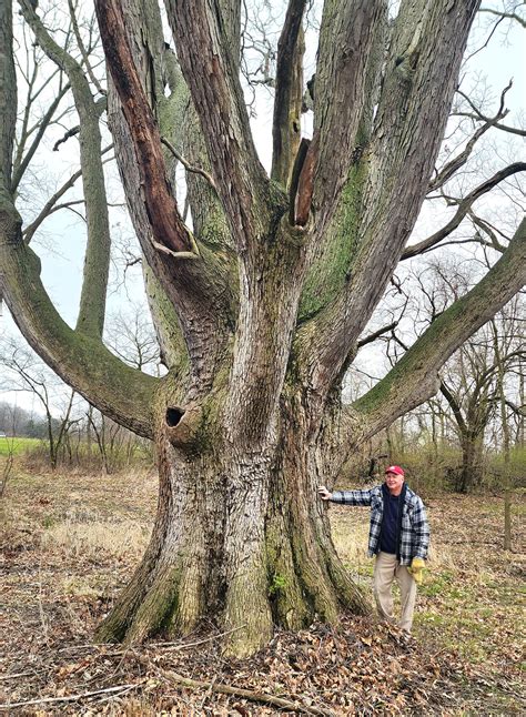 Big Trees Ohio - HUGE Northern Red Oak somewhat obscure near a large