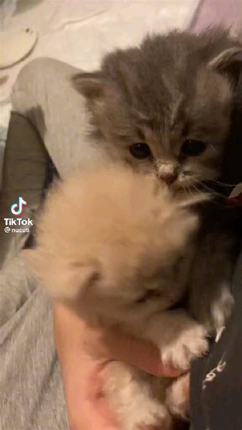 милые котята | Котята, Смешные котята, Очаровательные котята