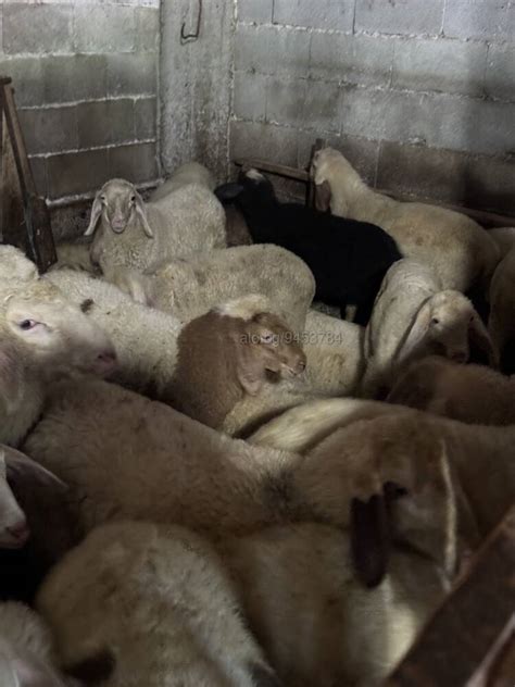 Продавам агнета за домазлък Асаф Овце, Агнета | Селскостопански животни ...