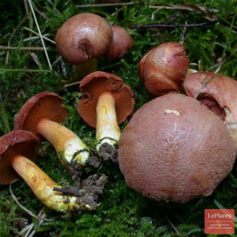 🍄 Масленок обыкновенный (Suillus luteus) — Съедобные и условно ...