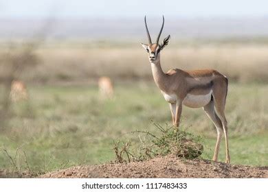 African Antelope Horns Stock Photo 1117483433 | Shutterstock