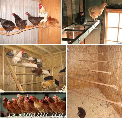 Курятники для кур внутри красивые фото и картинки — Каталог Фото
