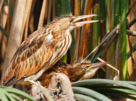 Little Bittern Bird Facts (Ixobrychus minutus) | Birdfact