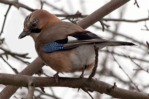Сойка (Garrulus glandarius)