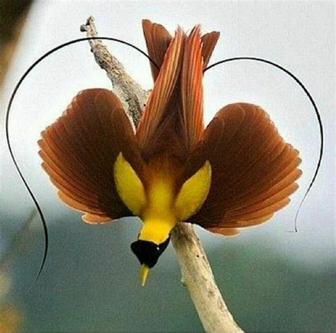 Райская птица | Birds of paradise, Beautiful birds, Exotic birds