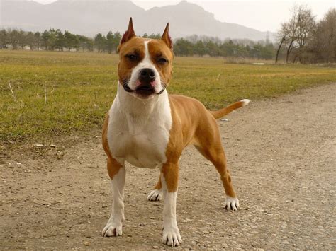 Стаффорды - какие они на самом деле? | Собаки | Dogsacademy.ru | Дзен