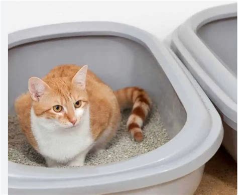 Multiple Litter Boxes for Multiple Cats: Understand the Pros and Cons