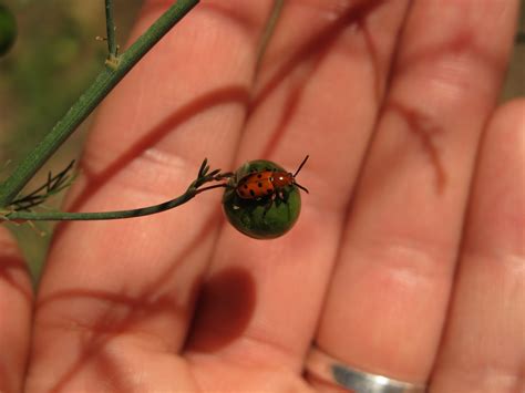 Pea Weevil, Asparagus Beetle, and Millipedes – IPM Pest Advisories