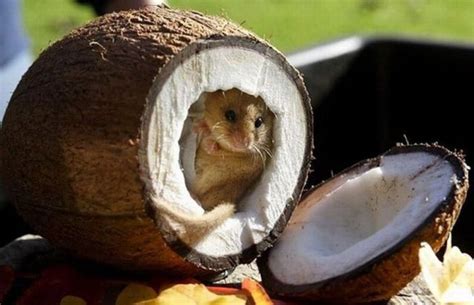 1000+ images about Hungry Animals on Pinterest | Hot dogs, Pies and Kitty