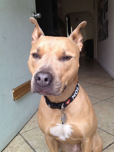 a brown dog sitting on top of a tile floor