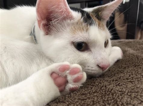 tomatos toe beans rtoebeans