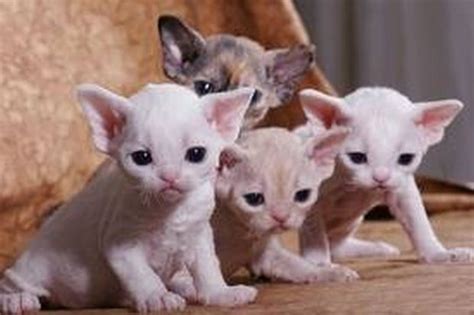 Cat Breed of the Day: Devonshire Rex